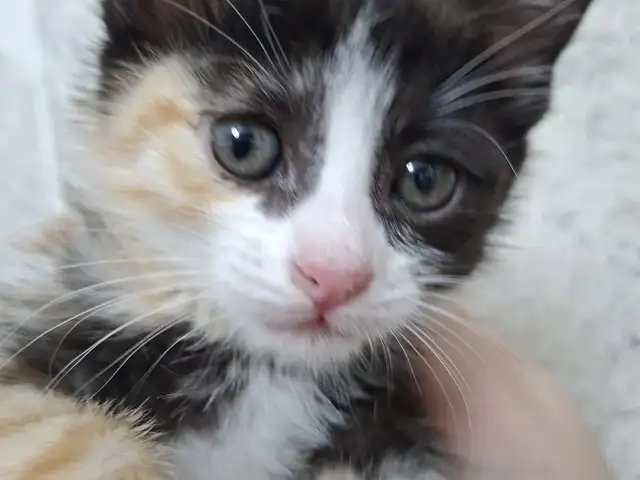 Котенок, Душанбе - 2