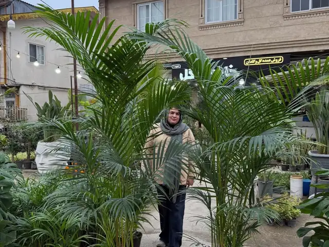 Пальма Арека, Душанбе