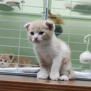Шотландский вислоухий котёнок, Душанбе
