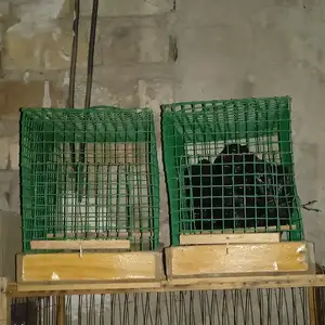 Қафасчаҳо, Худжанд