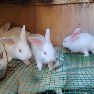 Кролик Хикол, Душанбе