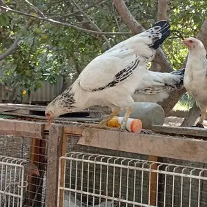 Хурус чучаи рябушка, Ваҳдат