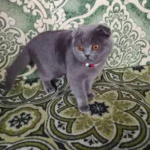 Кошка, Худжанд