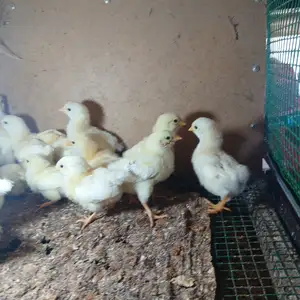 Чучаи рябушка 3 моха, Кӯлоб