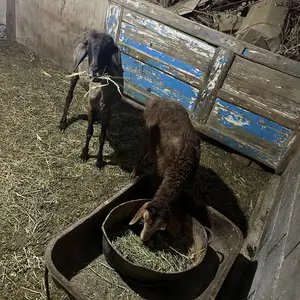 Оча бача, Худжанд