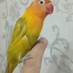 Попугай, Душанбе