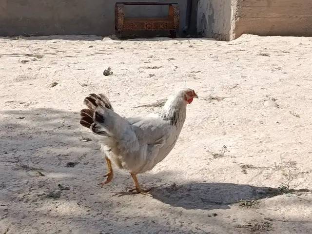 Мург, Душанбе