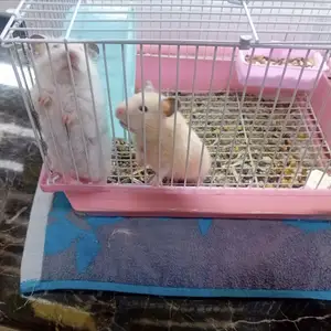 Хомяк, Худжанд