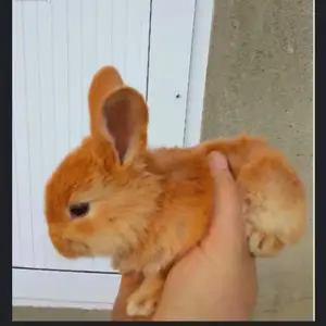 Харгушча, Душанбе