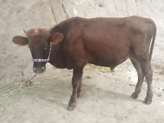Бкача, Душанбе