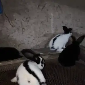 Кролик строкач, Душанбе