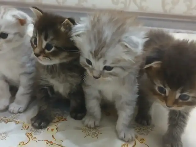 Котята, Душанбе