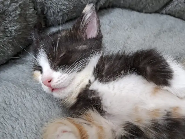 Котенок, Душанбе - 5