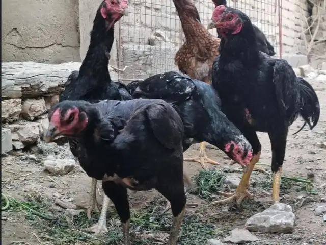 Тухми дакан О шамо, Хуҷанд