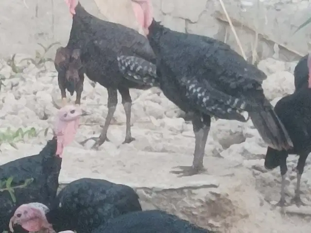 Индюки, Худжанд