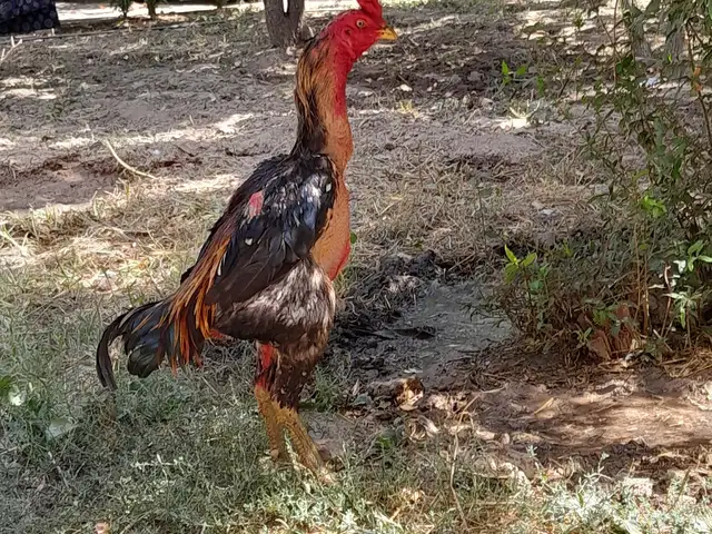 Дакан, Душанбе