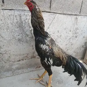 Дакан, Худжанд