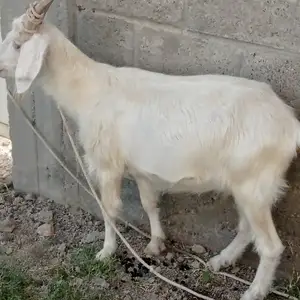Буз, Душанбе