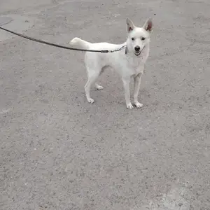 Японский Шпиц, Душанбе