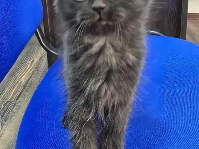 Кошечка 2 месяцев, Хуҷанд