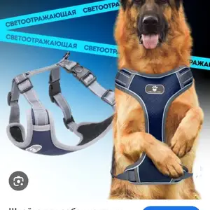 Ошейник для собак, Худжанд