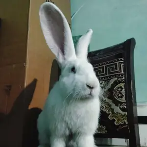 Кролик Бельгийский фландр, Душанбе