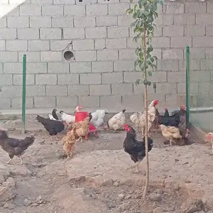 Мурги хонаги, Душанбе