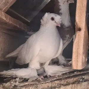 Голубь, Турсунзаде