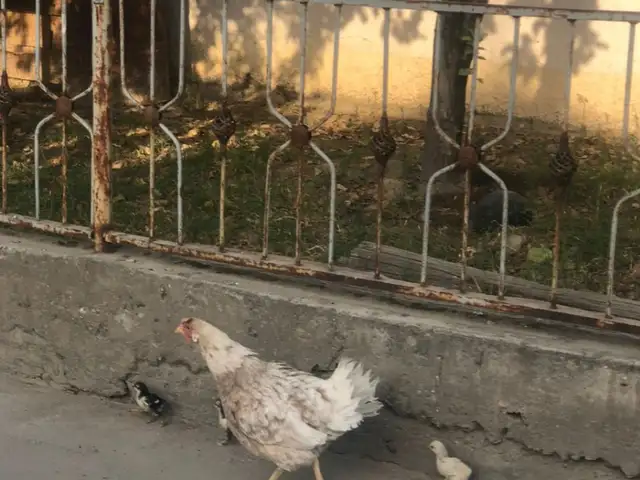 Мурғ бо чуҷаш, Душанбе