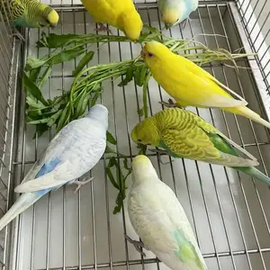Саъба, Душанбе