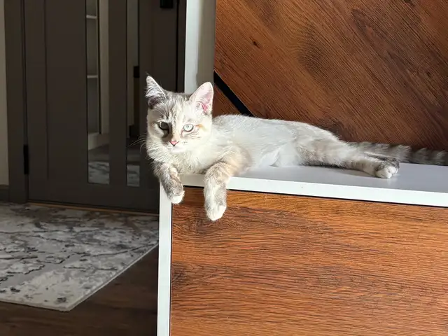 Котенок сиамская/метиска, Худжанд