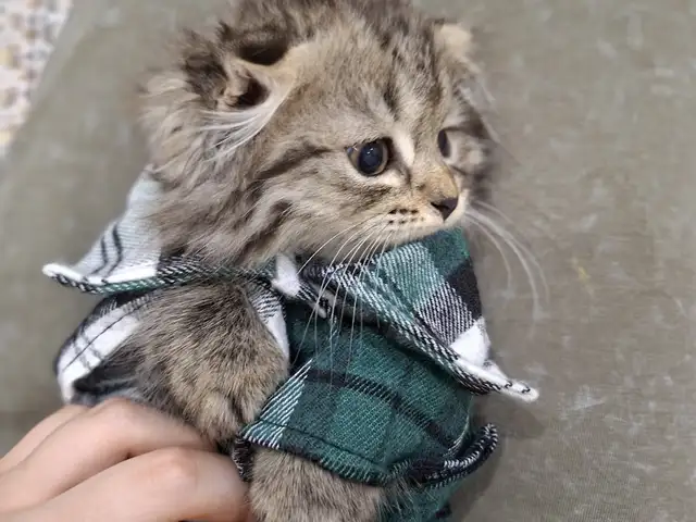Шотландский вислоухий котенок, Хуҷанд