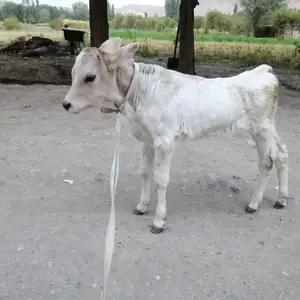 Гуночин, Исфара