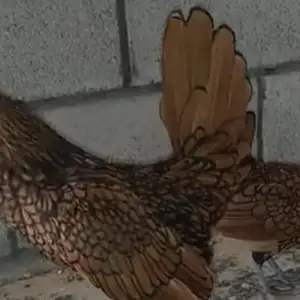 Тухми сибрайт серебро, Душанбе