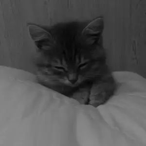 Шотландская кошка, Душанбе