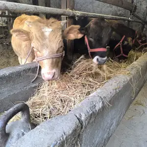 Букачахо, Худжанд