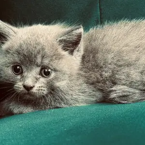 Шотландские кошки, Душанбе