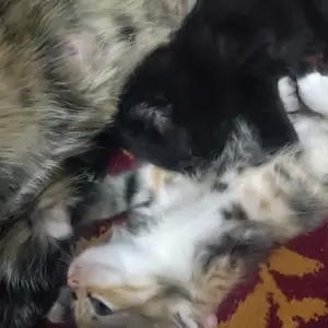 Котята, Хуҷанд