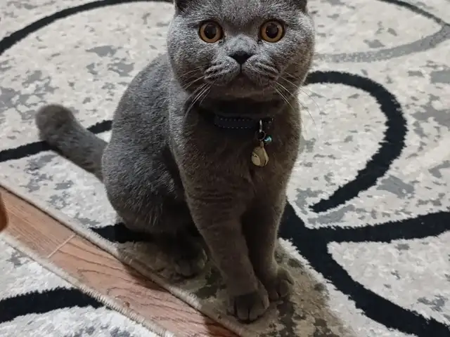 Коты на вязку, Худжанд