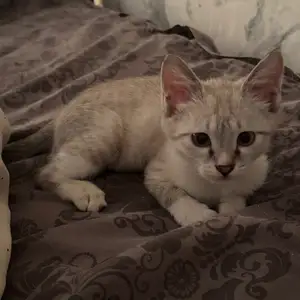 Котик даром, Душанбе