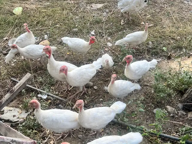 Индюк, Канибадам