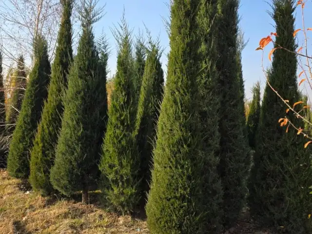 Можжевельник, Душанбе