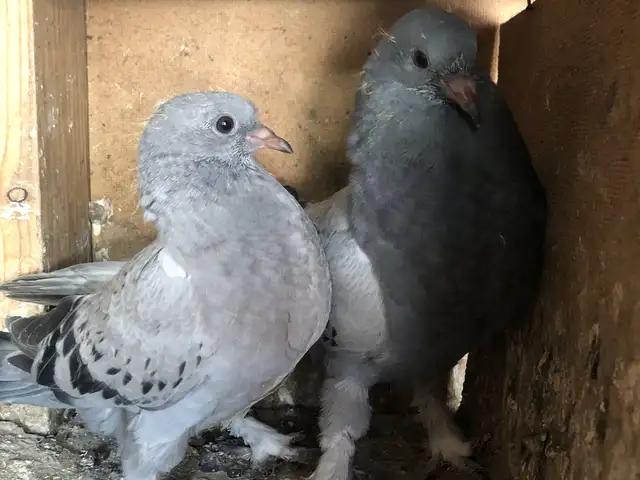 Кафтар, Душанбе