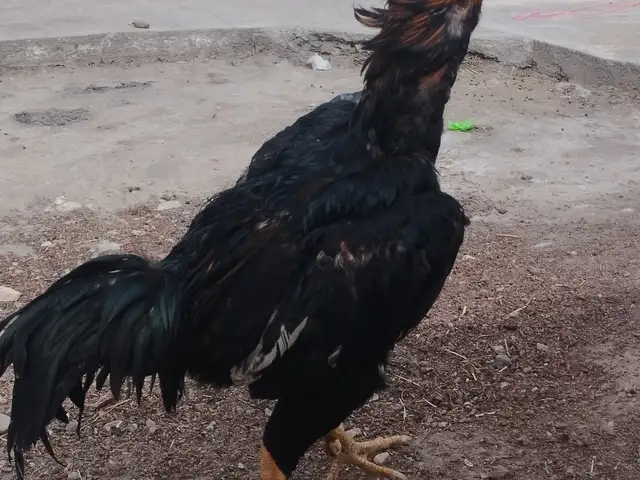 Дакан, Исфара