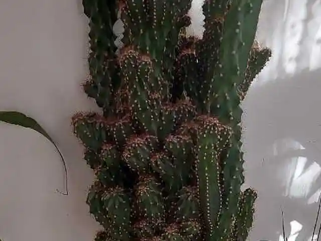 Кактус Горная скала, Душанбе