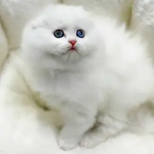 Шотландские котята, Душанбе