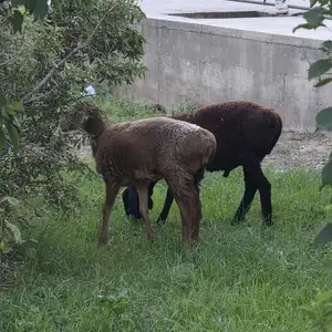 Кушкор, Худжанд