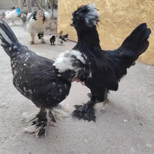 Мини султанка, Душанбе