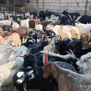 Буз, Душанбе