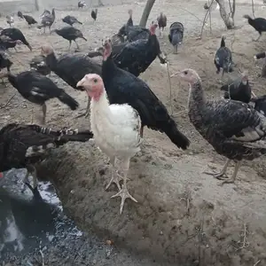 Индюкчуча, Бобоҷон Ғафуров